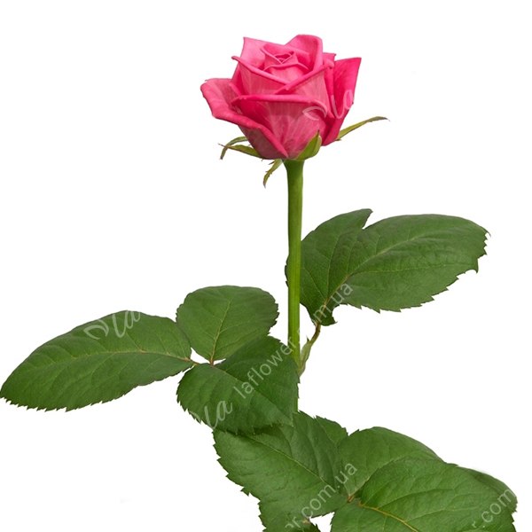 Роза  Аква