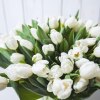Тюльпан Белый
