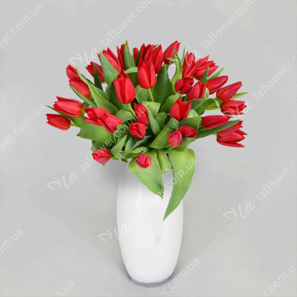 Тюльпан Красный