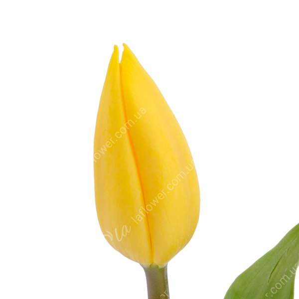 Тюльпан Желтый