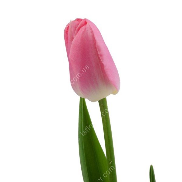 Тюльпан Розовый