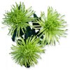 Хризантема однобутонная Зеленая Анастасия