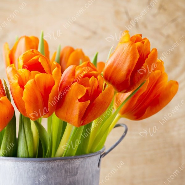Тюльпан Оранжевый