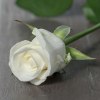 Троянда Білуга