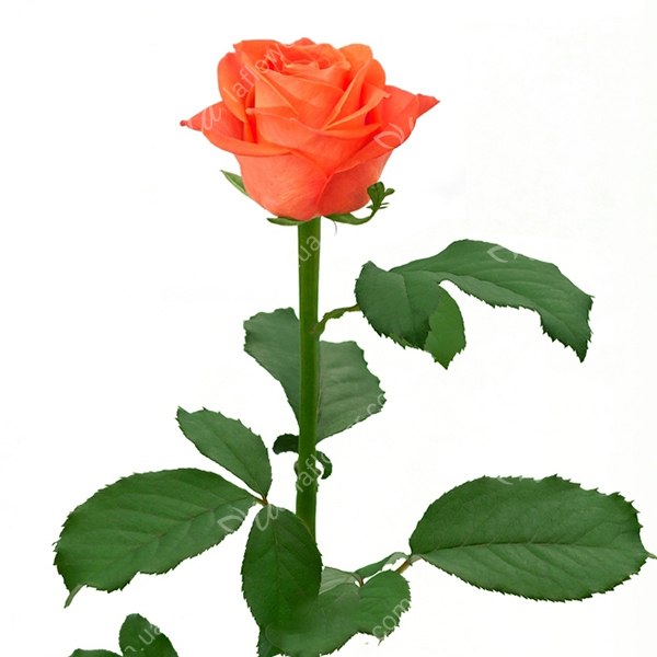 Троянда Вау