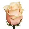 Троянда Талея