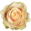 Троянда Талея