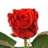 Троянда Ель Торо