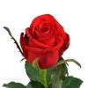 Троянда Ред Ігл