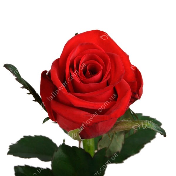 Троянда Ред Ігл