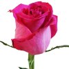 Троянда Топаз