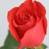 Троянда Корвет