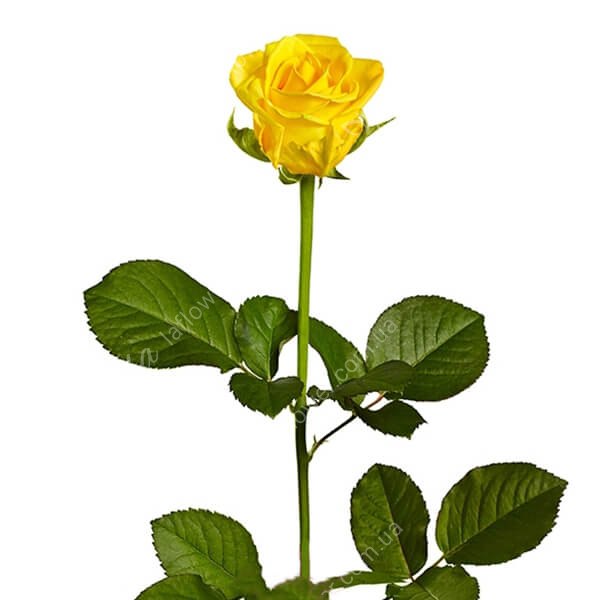 Троянда Пенні Лейн