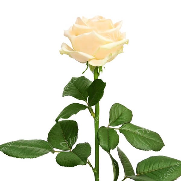Троянда Піч Аваланч