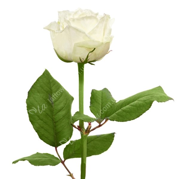 Троянда Вайт Наомі