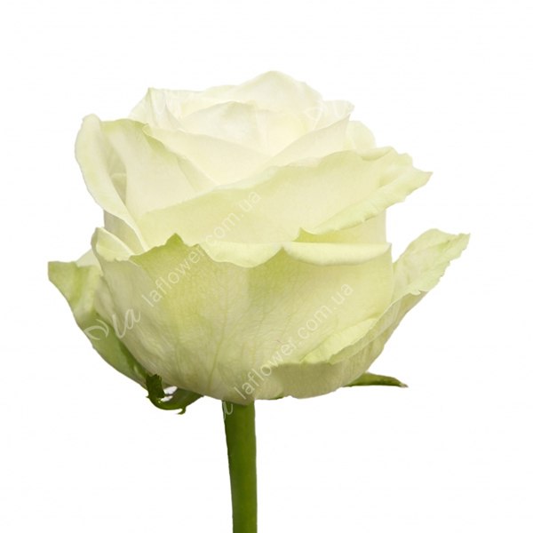 Троянда Вайт Наомі