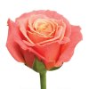 Троянда Міс Піггі