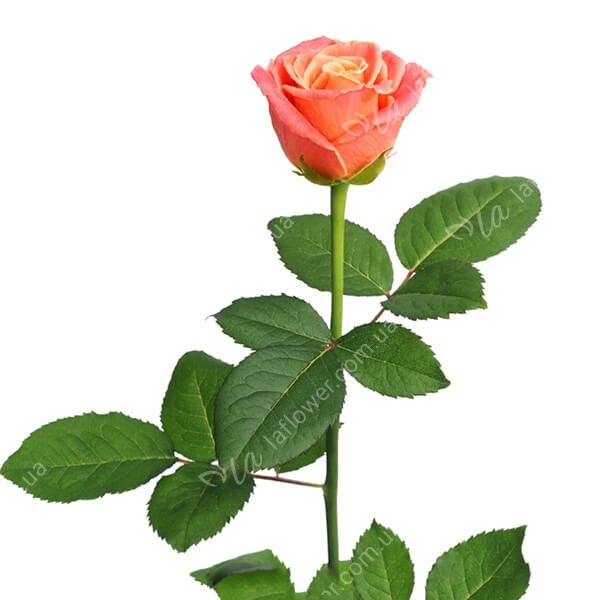 Троянда Міс Піггі