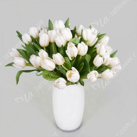 Тюльпан Білий