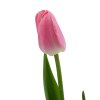 Тюльпан Рожевий