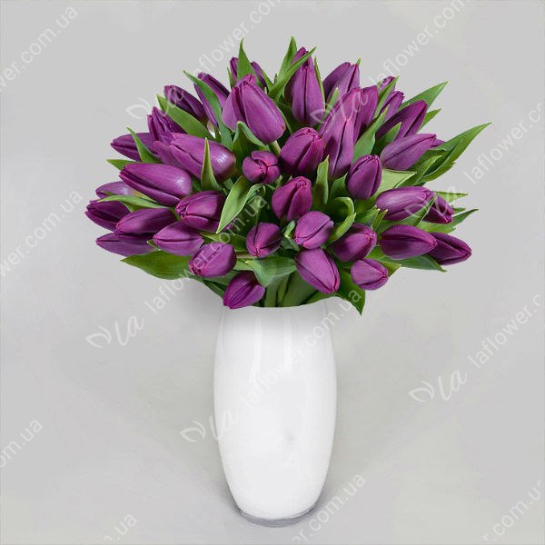 Тюльпан Фіолетовий