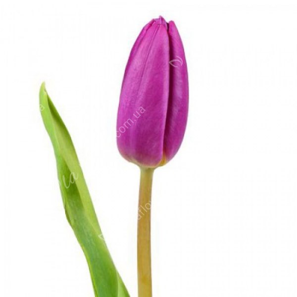 Тюльпан Фіолетовий