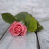 Троянда Ганна Карина