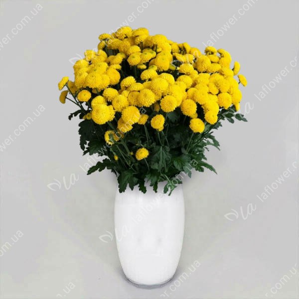 Хризантема кустовая  Лимончелло Желтая