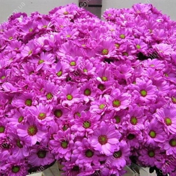 Хризантема кустовая  Баккарди Фиолетовая