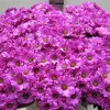 Хризантема кущова Фіолетова Баккарді