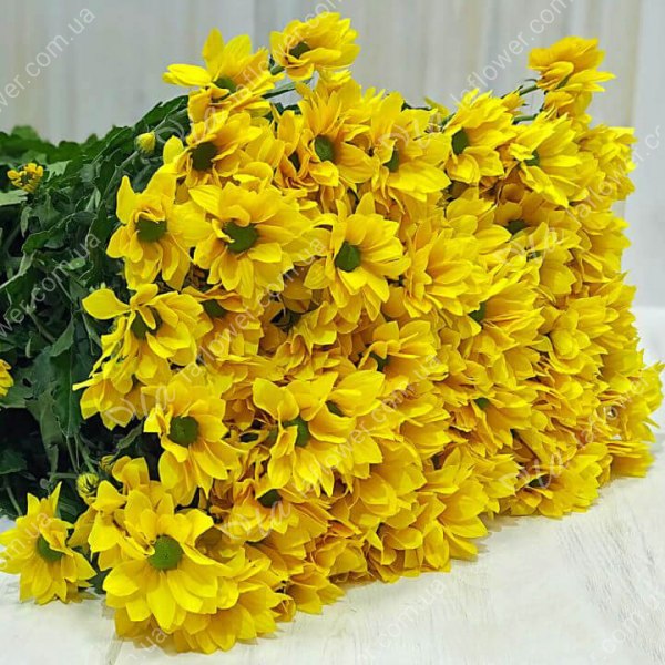 Хризантема кущова Жовта Баккарді